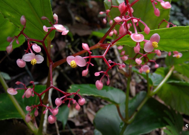 B. racemosa